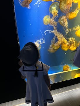 鴨川シーワールドに投稿された画像（2024/7/6）