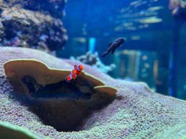 鴨川シーワールドに投稿された画像（2024/7/6）