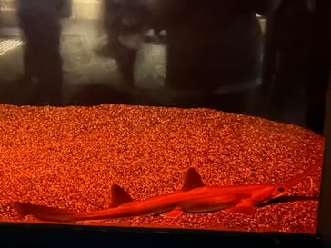 アクアワールド茨城県大洗水族館に投稿された画像（2024/7/6）