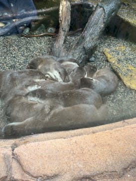 那須どうぶつ王国に投稿された画像（2024/7/6）