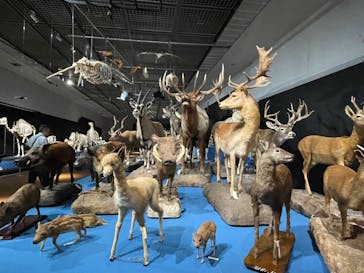 大哺乳類展に投稿された画像（2024/7/6）