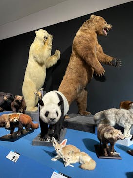 大哺乳類展に投稿された画像（2024/7/6）