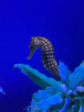 ゼロ距離水族館 伊勢シーパラダイスに投稿された画像（2024/7/6）