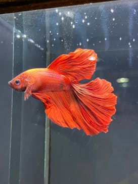 ゼロ距離水族館 伊勢シーパラダイスに投稿された画像（2024/7/6）