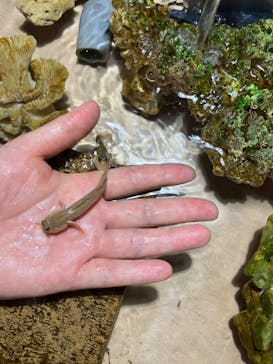 ゼロ距離水族館 伊勢シーパラダイスに投稿された画像（2024/7/6）