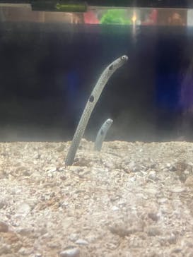 ゼロ距離水族館 伊勢シーパラダイスに投稿された画像（2024/7/6）