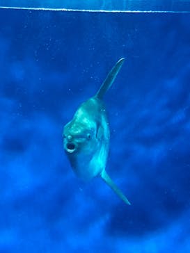 アクアワールド茨城県大洗水族館に投稿された画像（2024/7/6）