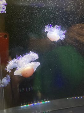 アクアワールド茨城県大洗水族館に投稿された画像（2024/7/6）