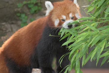 熱川バナナワニ園に投稿された画像（2024/7/6）