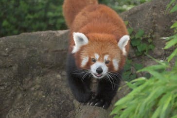 熱川バナナワニ園に投稿された画像（2024/7/6）