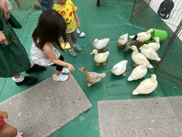 レプタイルズフィーバー2025に投稿された画像（2024/7/6）