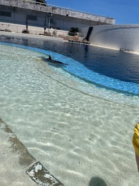 大分マリーンパレス水族館 「うみたまご」に投稿された画像（2024/7/6）