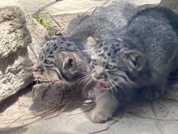 神戸どうぶつ王国に投稿された画像（2024/7/6）