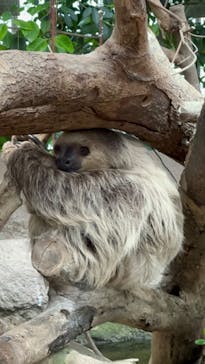 神戸どうぶつ王国に投稿された画像（2024/7/6）