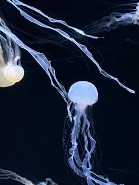 サンシャイン水族館に投稿された画像（2024/7/6）