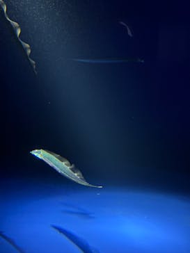 サンシャイン水族館に投稿された画像（2024/7/6）