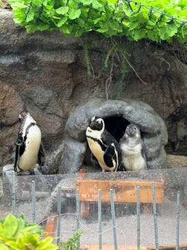 サンシャイン水族館に投稿された画像（2024/7/6）