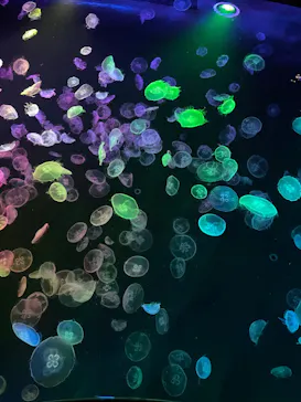 すみだ水族館に投稿された画像（2024/7/6）