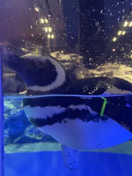 すみだ水族館に投稿された画像（2024/7/6）