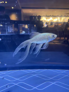 すみだ水族館に投稿された画像（2024/7/6）