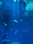 アクアワールド茨城県大洗水族館に投稿された画像（2024/7/6）
