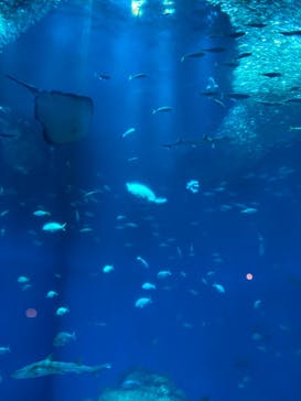 アクアワールド茨城県大洗水族館に投稿された画像（2024/7/6）