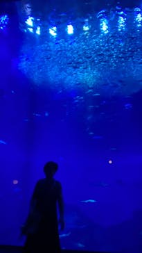 アクアワールド茨城県大洗水族館に投稿された画像（2024/7/6）