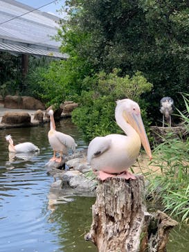 神戸どうぶつ王国に投稿された画像（2024/7/6）