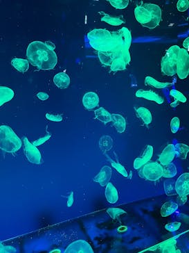 名古屋港水族館に投稿された画像（2024/7/6）