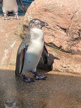 京都水族館に投稿された画像（2024/7/6）