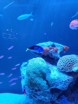 マクセル アクアパーク品川に投稿された画像（2024/7/6）