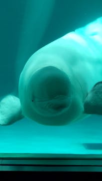 鴨川シーワールドに投稿された画像（2024/7/6）