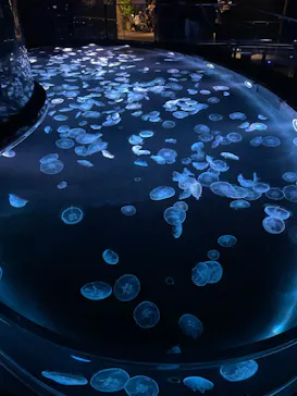 すみだ水族館に投稿された画像（2024/7/6）