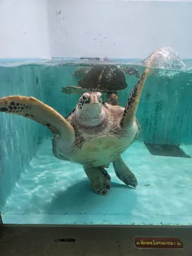 仙台うみの杜水族館に投稿された画像（2024/7/6）