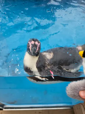 仙台うみの杜水族館に投稿された画像（2024/7/6）