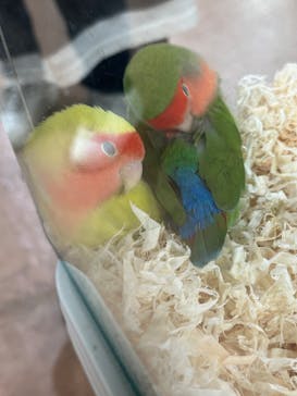 いきもの探検隊上尾に投稿された画像（2024/7/6）