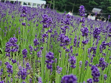 たんばらラベンダーパークに投稿された画像（2024/7/6）