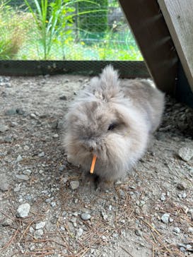 那須高原りんどう湖ファミリー牧場に投稿された画像（2024/7/6）