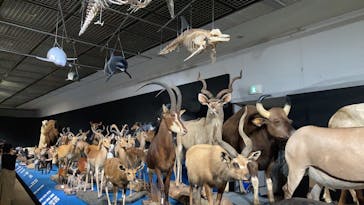 大哺乳類展に投稿された画像（2024/7/6）