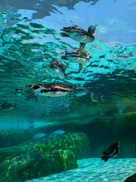 天王寺動物園に投稿された画像（2024/7/6）