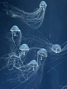 すみだ水族館に投稿された画像（2024/7/6）