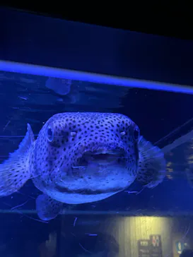 すみだ水族館に投稿された画像（2024/7/6）