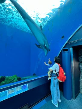 横浜・八景島シーパラダイスに投稿された画像（2024/7/6）
