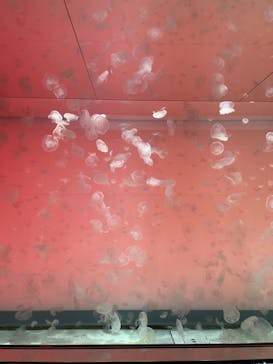 アクアワールド茨城県大洗水族館に投稿された画像（2024/7/6）