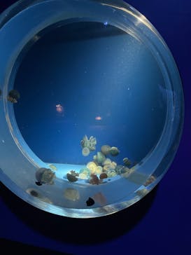 アクアワールド茨城県大洗水族館に投稿された画像（2024/7/6）