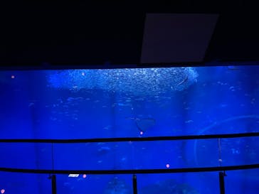 アクアワールド茨城県大洗水族館に投稿された画像（2024/7/6）
