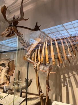 国立科学博物館に投稿された画像（2024/7/7）