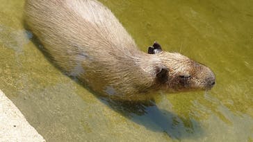 神戸どうぶつ王国に投稿された画像（2024/7/7）