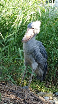 神戸どうぶつ王国に投稿された画像（2024/7/7）