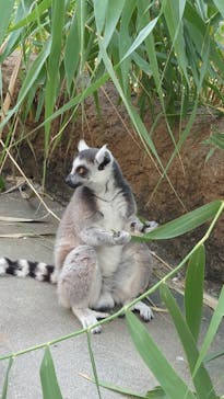 神戸どうぶつ王国に投稿された画像（2024/7/7）